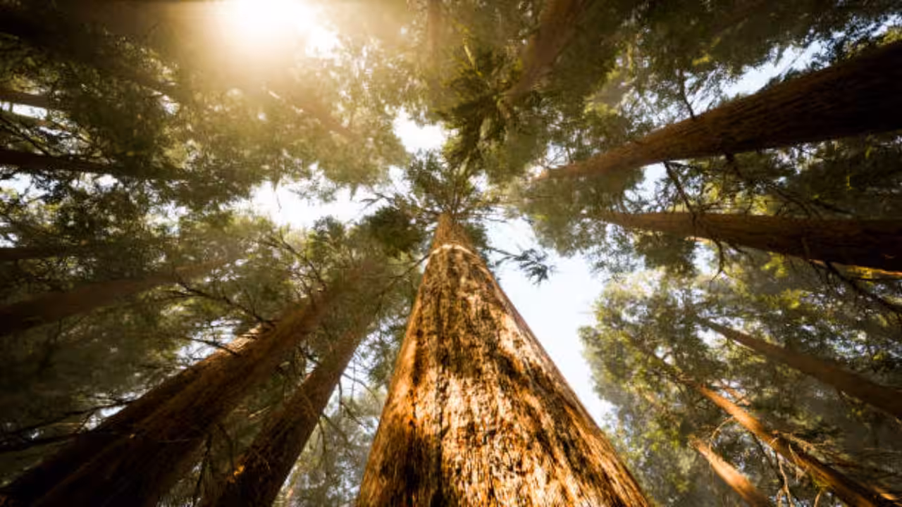 Trees Can Sense Their Own Shape and Correct Their Posture, Scientists Discover